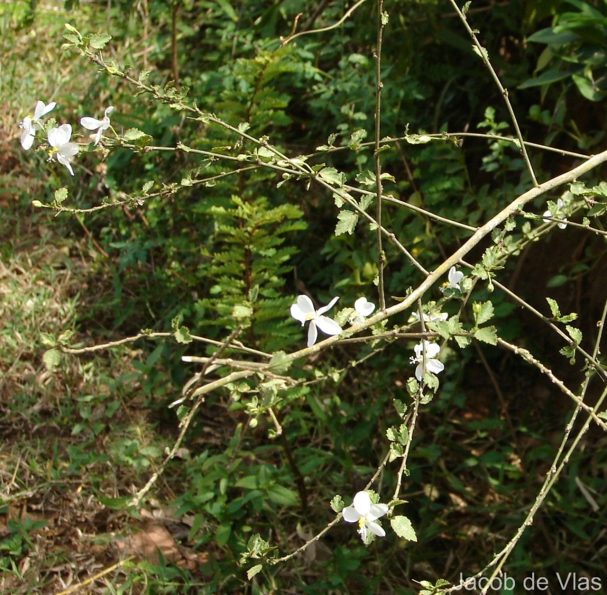 Hibiscus micranthus L.f.